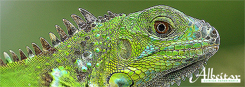 iguana pequeña